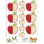 Детская родословная папка «Яблоки», 16 листов, 24,5 х 32 см